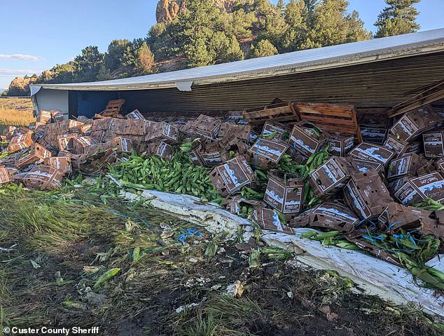 Colorado Truck Crash Reveals Sweet Corn Spill, Sparks Community Response