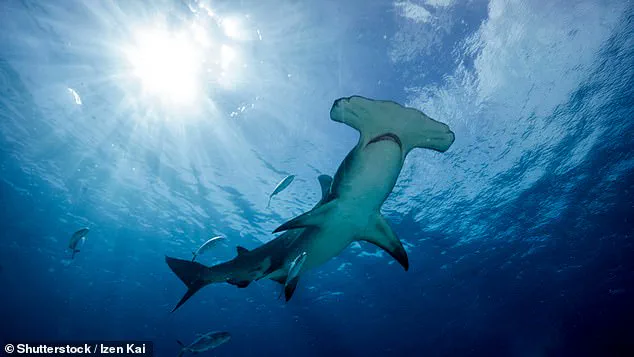 Study Reveals Widespread Mislabeling of Shark Products in U.S. Markets, Endangering Marine Species