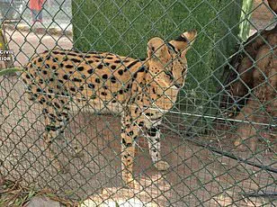 Study Reveals Widespread Mislabeling of Shark Products in U.S. Markets, Endangering Marine Species