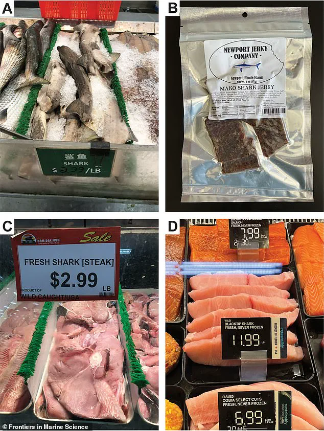 Study Reveals Widespread Mislabeling of Shark Products in U.S. Markets, Endangering Marine Species