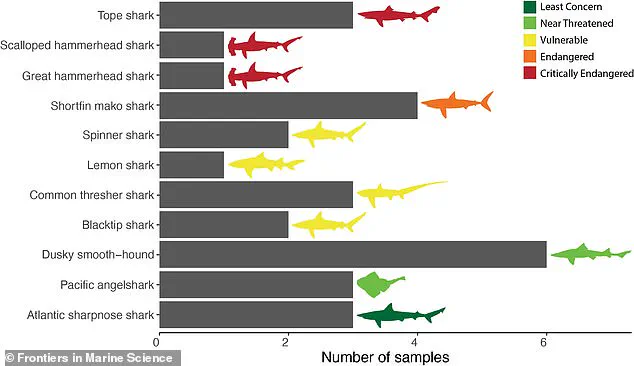 Study Reveals Widespread Mislabeling of Shark Products in U.S. Markets, Endangering Marine Species