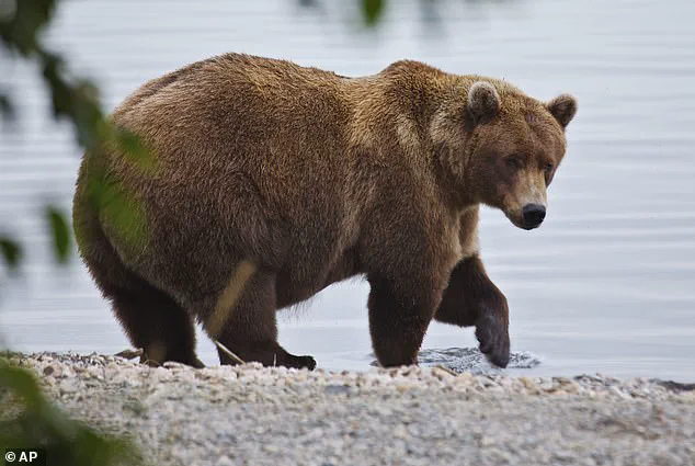 Fat Bear Week: A Survival Competition for Alaska’s Brown Bears