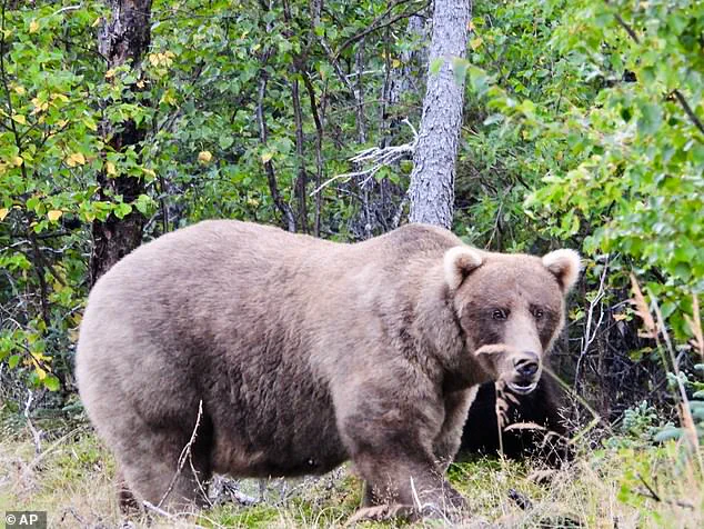 Fat Bear Week: A Survival Competition for Alaska’s Brown Bears