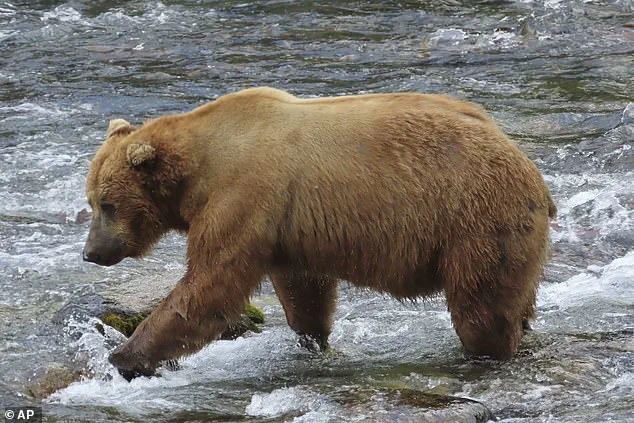 Fat Bear Week: A Survival Competition for Alaska’s Brown Bears