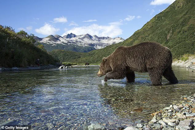 Fat Bear Week: A Survival Competition for Alaska’s Brown Bears