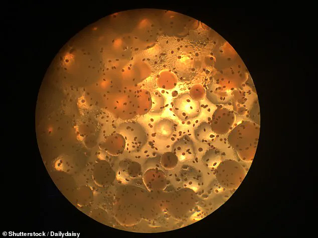 Urgent Recall Expanded: DermaRite's Contaminated Soaps Pose Risk to Immunocompromised, Warns Healthcare Professionals