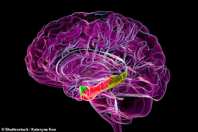 Stanford Study Identifies Age-Related Changes in Brain's Medial Entorhinal Cortex Linked to Spatial Disorientation and Alzheimer's Insights