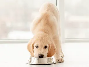 Eggs Recalled Over Salmonella Fears: FDA Urges Public to Check Cartons as Black Sheep Company Issues Voluntary Recall