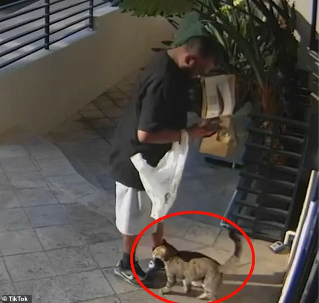 Alleged Theft of Tabby Cat Floki by Food Delivery Driver Captured on Surveillance Video in Los Angeles
