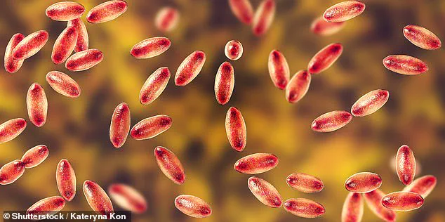 Public health officials warn of unprecedented rodent surge and rising plague risk in U.S. as travelers urged to exercise caution