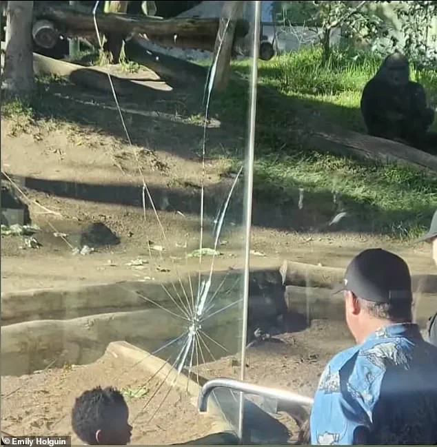Panic Sweeps San Diego Zoo as 400-Pound Gorilla Smashes Barrier, Raising Safety Concerns