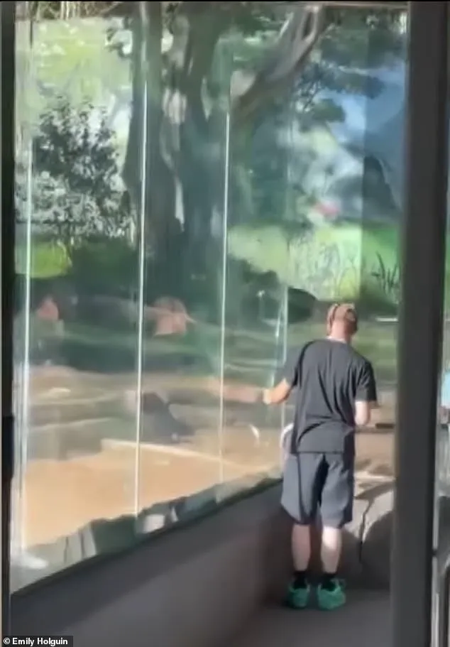 Panic Sweeps San Diego Zoo as 400-Pound Gorilla Smashes Barrier, Raising Safety Concerns