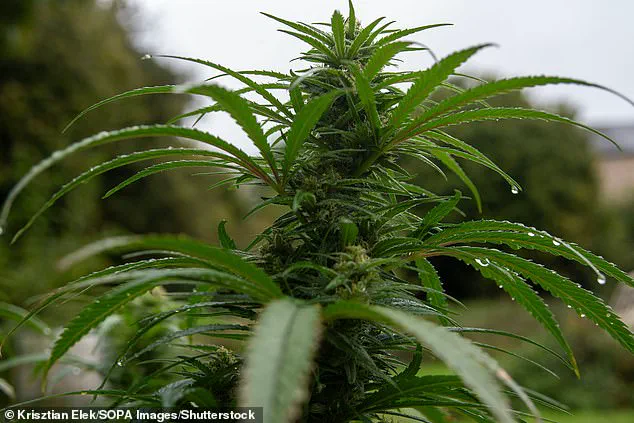 Cannabis-Based Drug Offers Lifeline to Cancer Patients with Cachexia, Groundbreaking Study Reveals