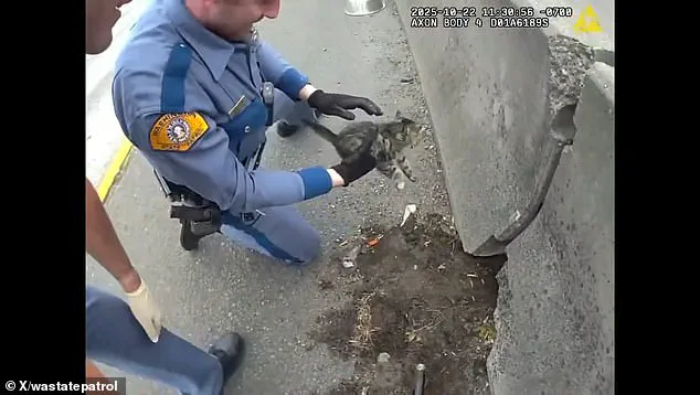 Exclusive Body Camera Footage Shows Troopers Rescuing Trembling Kitten from I-5 Barrier