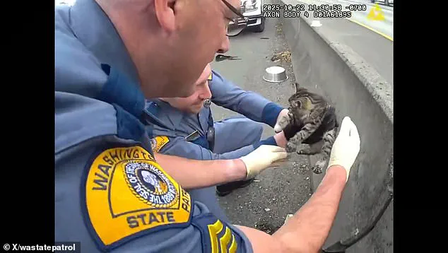 Exclusive Body Camera Footage Shows Troopers Rescuing Trembling Kitten from I-5 Barrier