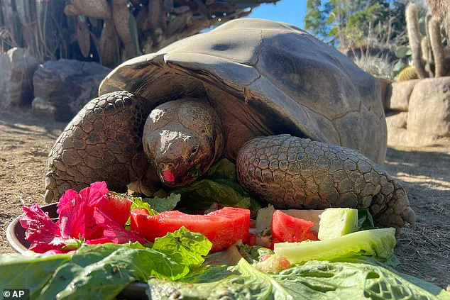 Gramma the Galapagos Tortoise: A 141-Year Legacy at the San Diego Zoo