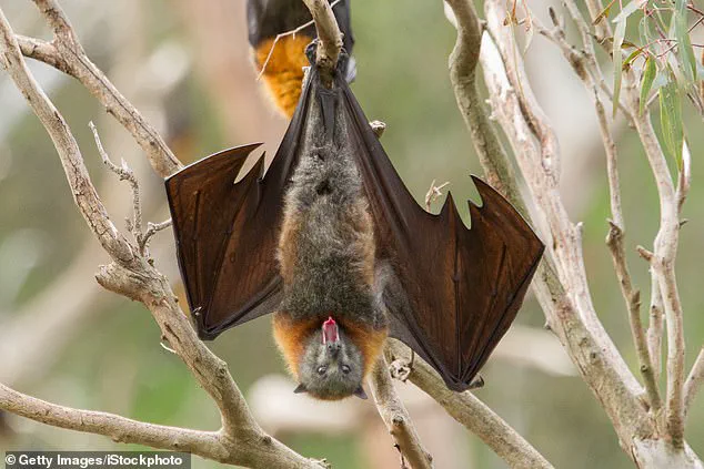 First Rabies Case in Illinois Since 1994 Sparks Concern Over Vaccination Gaps and Public Health Protocols