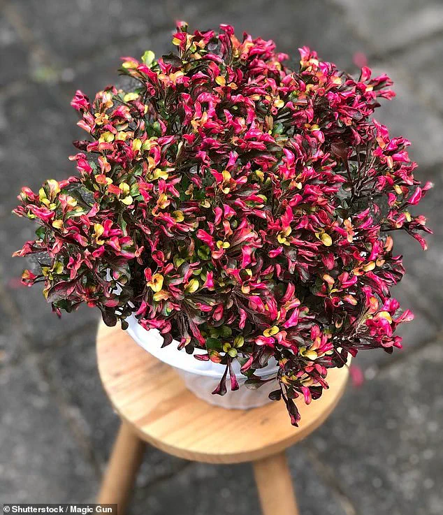 Osteoarthritis: A Growing Global Concern as Prevalence Rises to One Billion by 2050