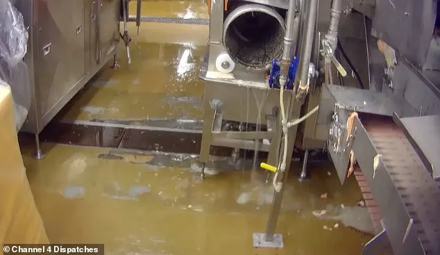 Chlorine Use in Chicken Processing Sparks Regulatory Scrutiny Over Chemical Absorption Risks