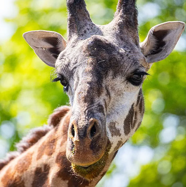 Tragic Death of Toronto Zoo's Masai Giraffe Kiko Highlights Safety Concerns in Captive Environments