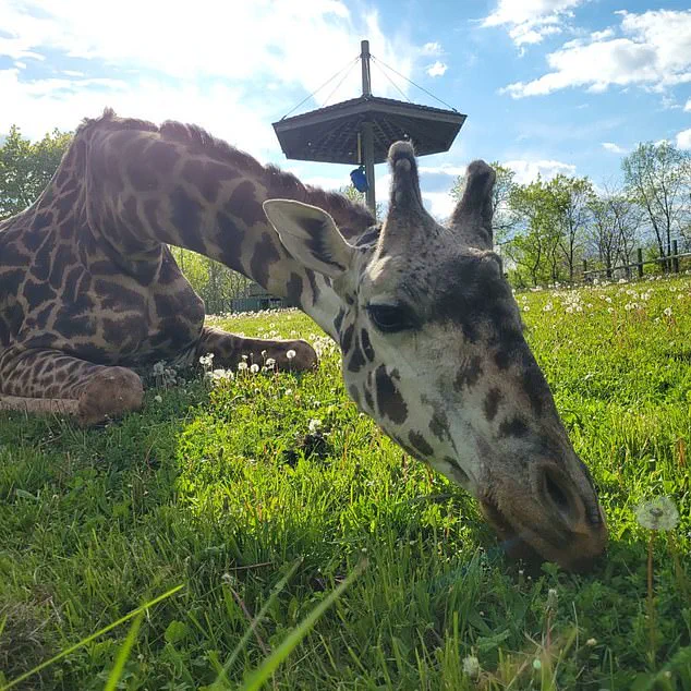 Tragic Death of Toronto Zoo's Masai Giraffe Kiko Highlights Safety Concerns in Captive Environments