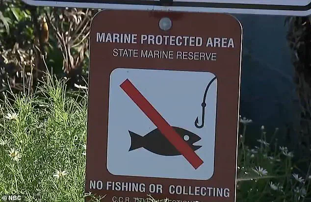 Tourists' Manhandling of Marine Life Sparks Controversy During San Diego's King Tides