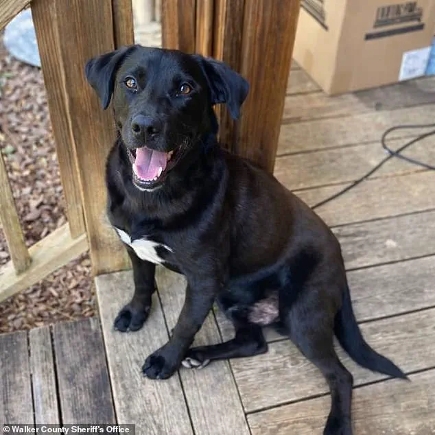 Tragic Disappearance and Discovery: Four-Year-Old Johnathan 'John John' Boley Vanishes and Is Found Dead in Walker County, Alabama, Sending Community into Shock