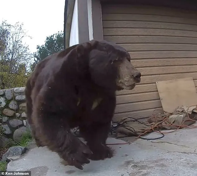 550-Pound Black Bear Evicted from California Home After Month-Long Ordeal