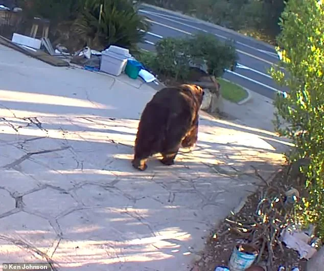 550-Pound Black Bear Evicted from California Home After Month-Long Ordeal