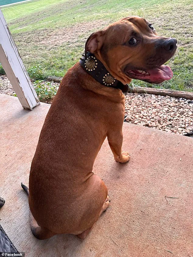 From Best Friend to Peril: Expert Advisories on the Rare but Critical Risks of Domestic Animal Attacks