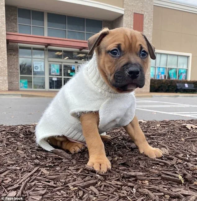 From Best Friend to Peril: Expert Advisories on the Rare but Critical Risks of Domestic Animal Attacks