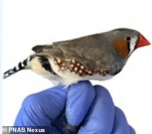 Spanish Researchers Discover Pheomelanin's Detoxifying Power in Red Hair, Shedding New Light on Genetic Health Protections