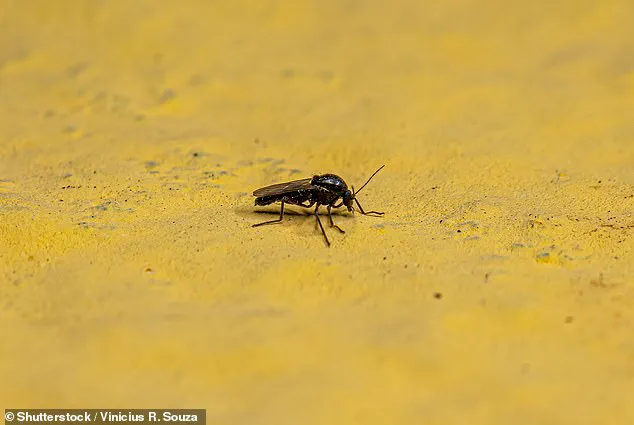 Climate Change and Human Expansion Fuel Emerging Viral Threats