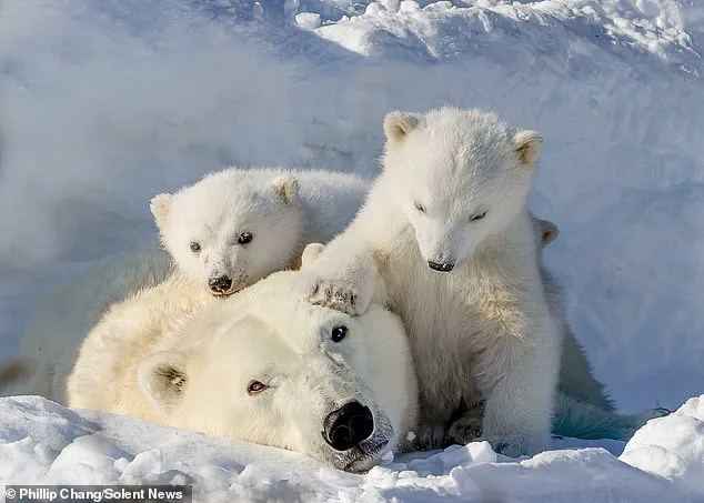 Heartwarming Scene Captures Polar Bear Cubs and Their Mother in Churchill, Manitoba