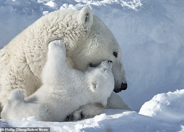 Heartwarming Scene Captures Polar Bear Cubs and Their Mother in Churchill, Manitoba