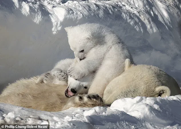 Heartwarming Scene Captures Polar Bear Cubs and Their Mother in Churchill, Manitoba