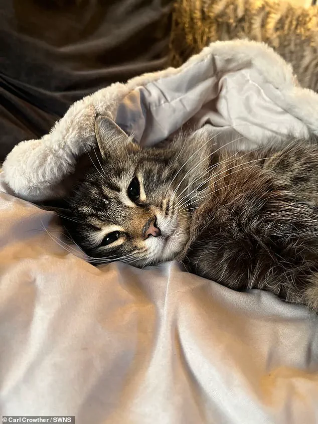 Exclusive Footage: Privileged Access Reveals Amazon Driver's Alleged Cat Theft