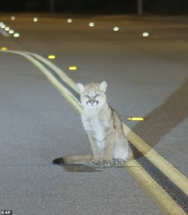 Six-Month-Old Mountain Lion Cub Found Still on LA Road Raises Immediate Concern, Says NBC 4