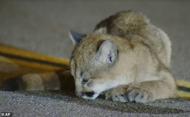 Six-Month-Old Mountain Lion Cub Found Still on LA Road Raises Immediate Concern, Says NBC 4