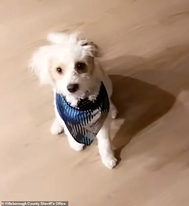 Former Florida Police Officer Arrested for Poisoning Ex-Girlfriend's Dog, Sparking Community Outcry and Accountability Questions