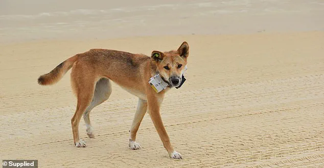 Tragic Dingo Attack on Fraser Island Sparks Debate Over Wildlife Management Regulations