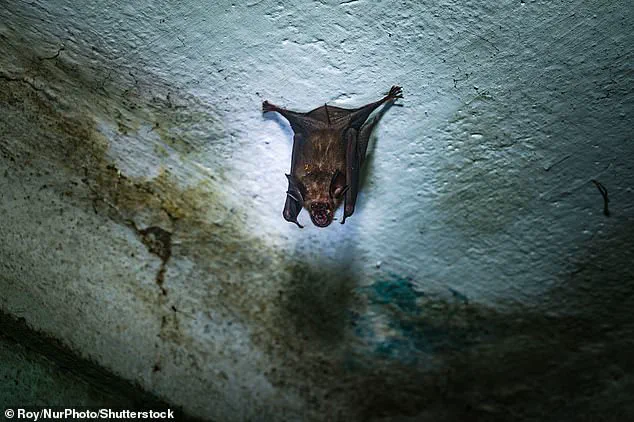 Health Officials and Airports Tighten Nipah Virus Protocols Amid Limited Information Access, Emphasizing Public Safety and Expert Guidance