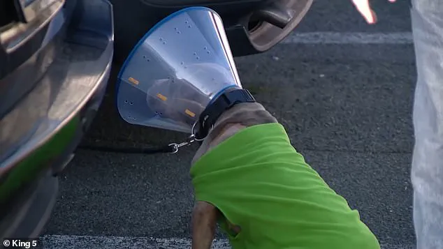 Violent Attack in Parkland, Washington Leaves Man and Dog Injured After Stranger Allegedly Targets Them for Faith