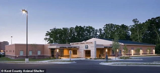 Exclusive: A Year-Long Search for a Lost Puppy - The Untold Story of Reunion and Resilience