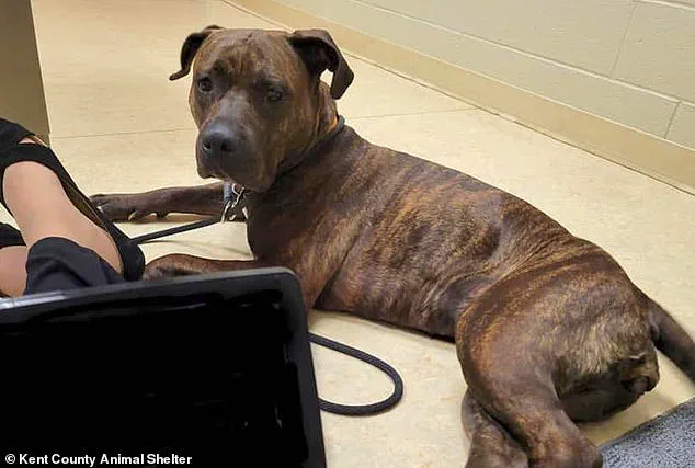 Exclusive: A Year-Long Search for a Lost Puppy - The Untold Story of Reunion and Resilience