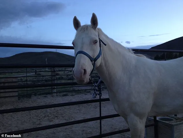 Maple Valley Gang Member Charged with Murder in Macabre Horse Sacrifice Ritual