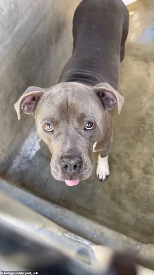 Senior Woman's Adopted Pit Bull Reveals Hidden Danger in Shocking Update