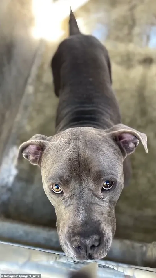 Senior Woman's Adopted Pit Bull Reveals Hidden Danger in Shocking Update