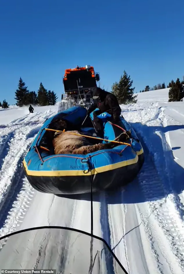 Stubborn Survival: Mouse's Seven-Month Ordeal in the Wind River Range