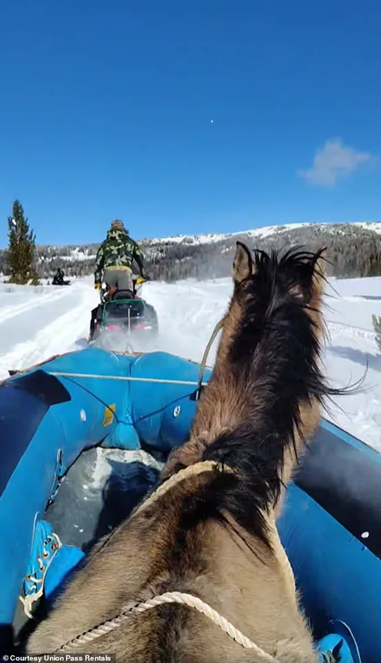 Stubborn Survival: Mouse's Seven-Month Ordeal in the Wind River Range